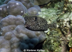 black and white boxfish by Mariano Mañas 